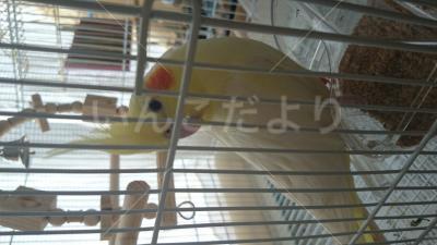 保護鳥の写真