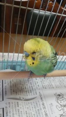 保護鳥の写真