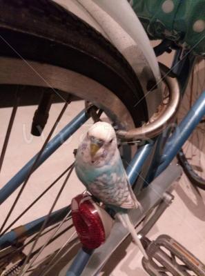 保護鳥の写真