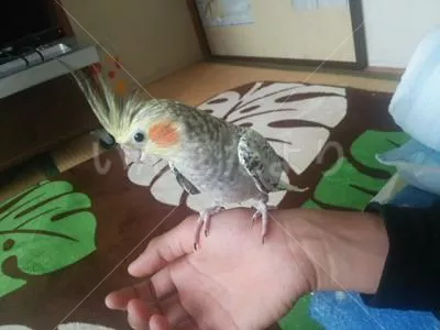保護鳥の写真
