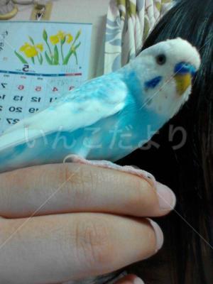 迷い鳥の写真
