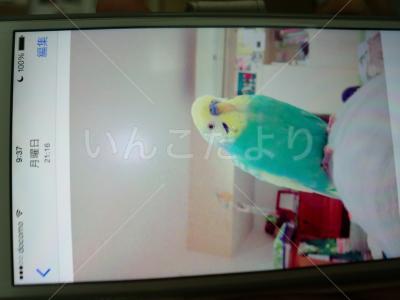 迷い鳥の写真
