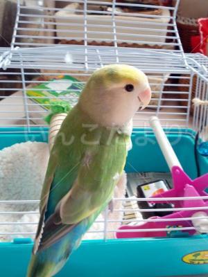 迷い鳥の写真