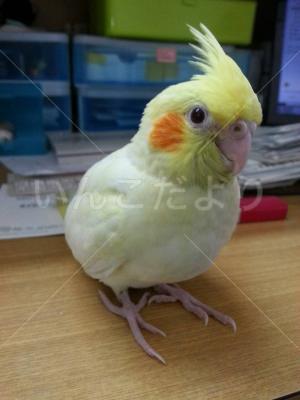 迷い鳥の写真
