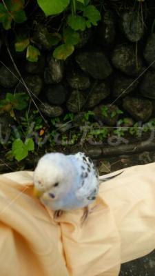 保護鳥の写真