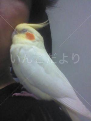 迷い鳥の写真