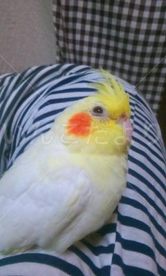 迷い鳥の写真