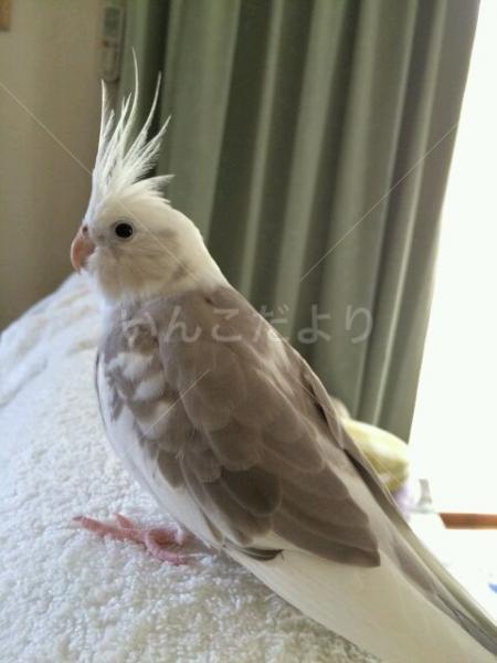 迷い鳥の写真