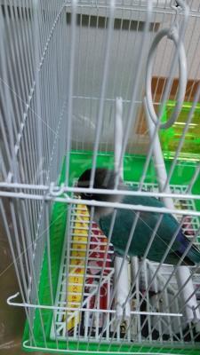 保護鳥の写真