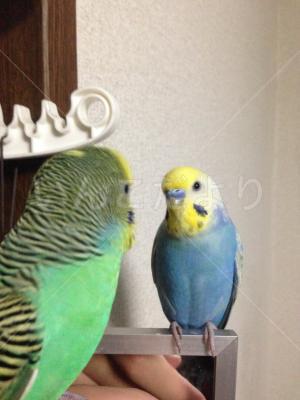 迷い鳥の写真