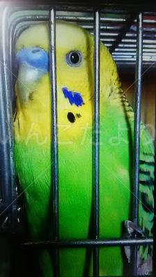 迷い鳥の写真
