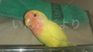 迷い鳥の写真