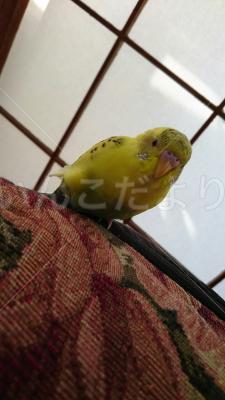 迷い鳥の写真