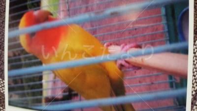 保護鳥の写真