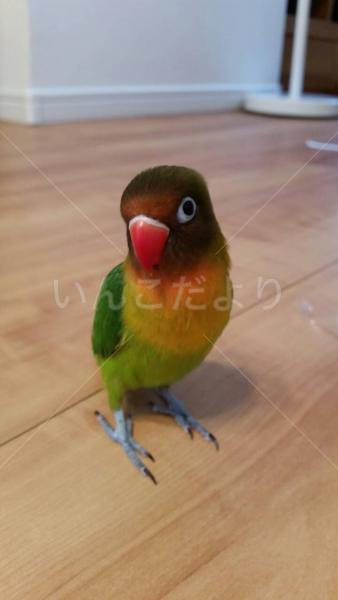 迷い鳥の写真