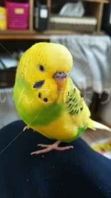 迷い鳥の写真