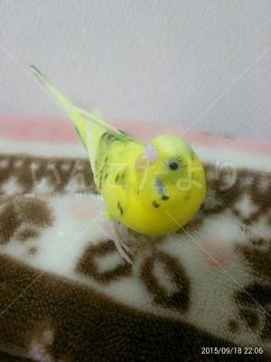 迷い鳥の写真