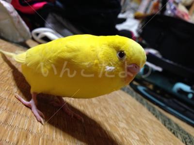 迷い鳥の写真