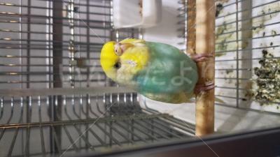 保護鳥の写真