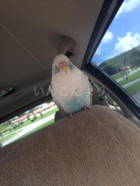 保護鳥の写真