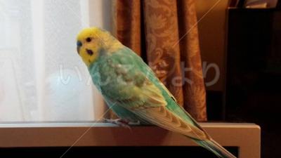 迷い鳥の写真