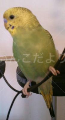 迷い鳥の写真