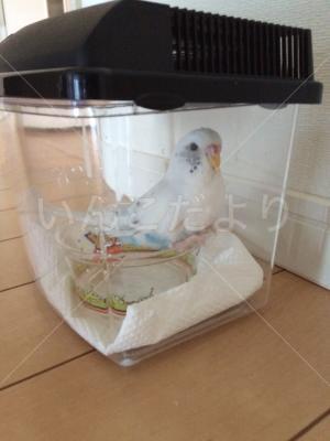 保護鳥の写真