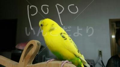 迷い鳥の写真