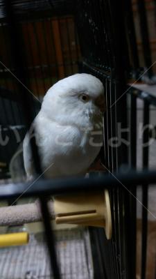 保護鳥の写真