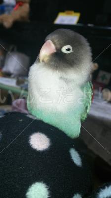 迷い鳥の写真