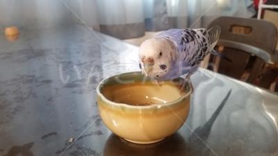 保護鳥の写真