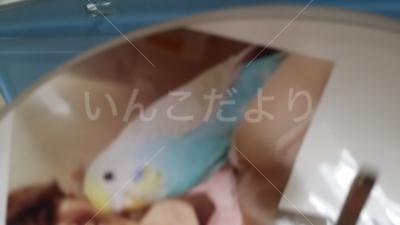 迷い鳥の写真