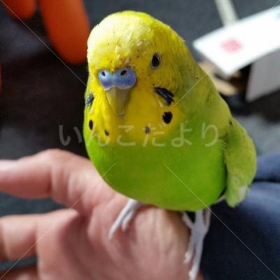 迷い鳥の写真