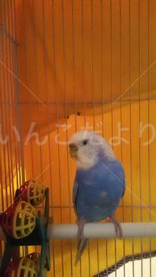 保護鳥の写真