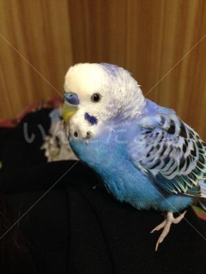 保護鳥の写真