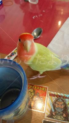 保護鳥の写真