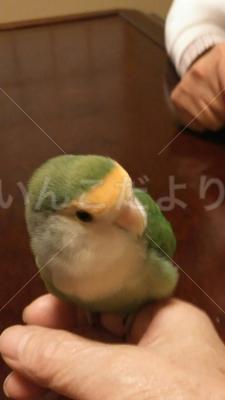 迷い鳥の写真
