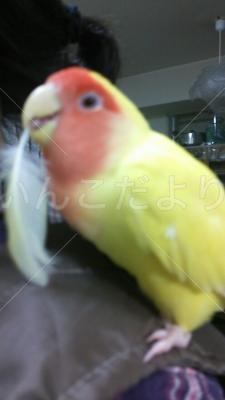 迷い鳥の写真