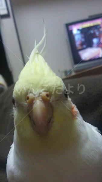 迷い鳥の写真