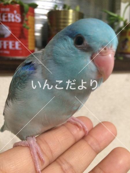 迷い鳥の写真