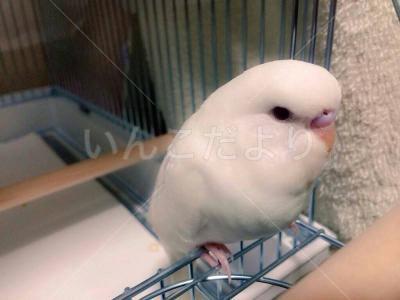 迷い鳥の写真