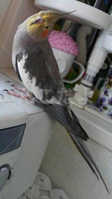 迷い鳥の写真