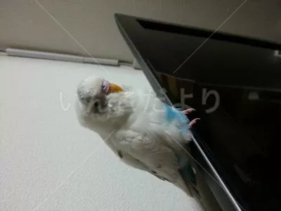 保護鳥の写真