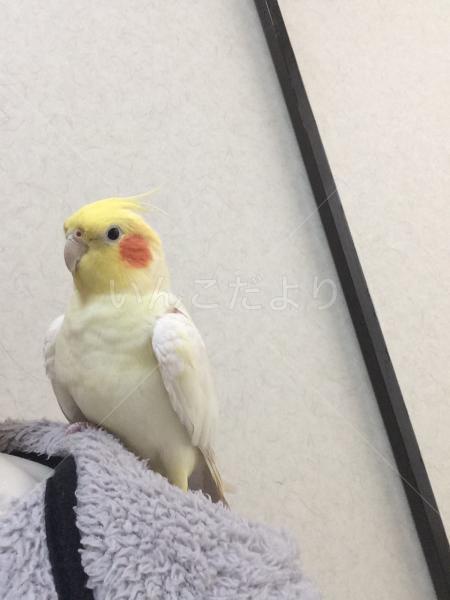 迷い鳥の写真
