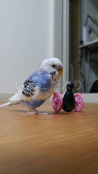 迷い鳥の写真
