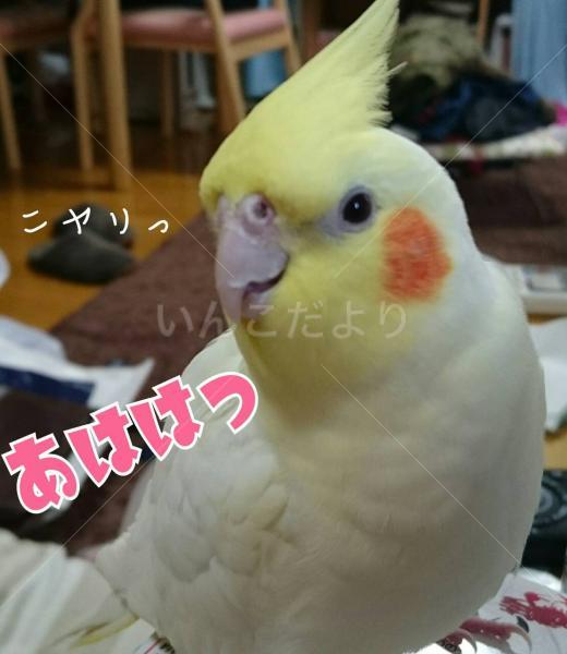 迷い鳥の写真