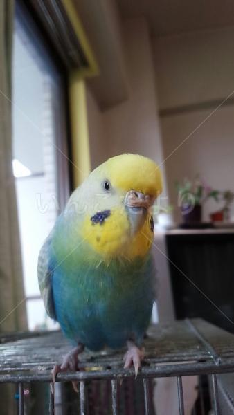迷い鳥の写真