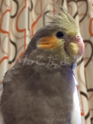 迷い鳥の写真