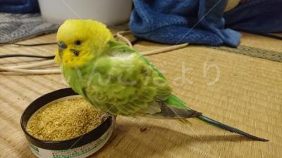 保護鳥の写真