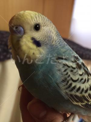 保護鳥の写真